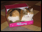 0095 8 juillet 2006